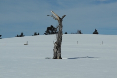 DSCN2335