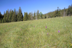 DSCN4651