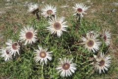 DSCN2326