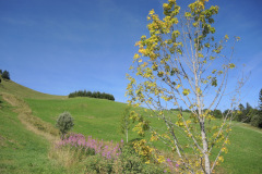 DSCN5090