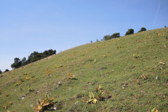 DSCN5154