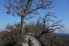 DSC06474