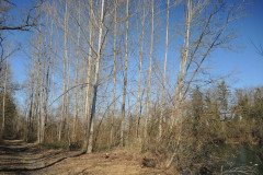 DSCN4131