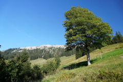 DSC07390
