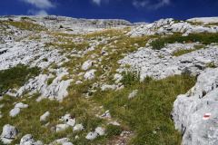 DSC07454
