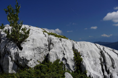 DSC07464
