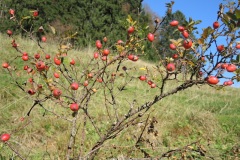 DSCN0295