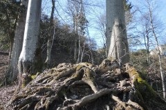 DSCN3239