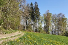 Z20200417_121313