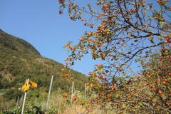 DSCN2343